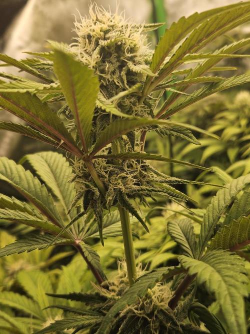 California Sour Diesel Auto Winter grow. Week 8