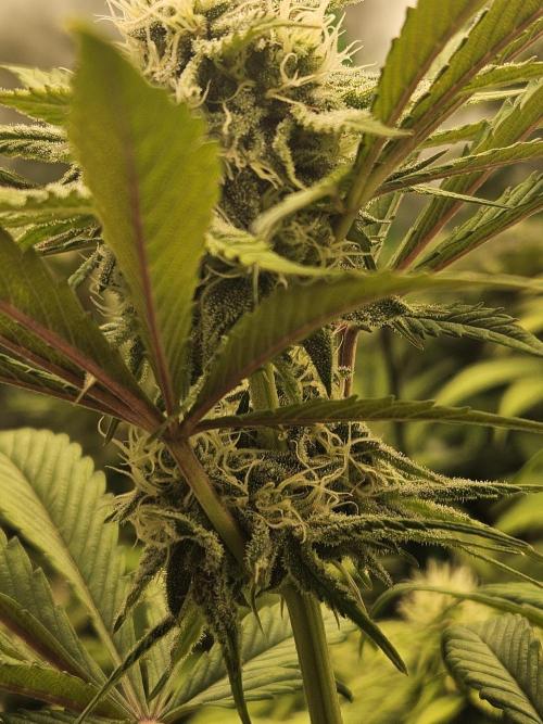 California Sour Diesel Auto Winter grow. Week 8