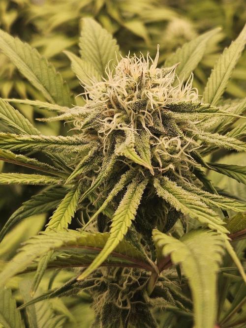 California Sour Diesel Auto Winter grow. Week 8