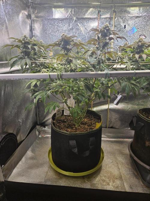 Honeycomp Pave - Compound - Winter Grow. Week 11