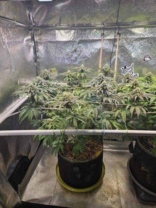 Honeycomp Pave - Compound - Winter Grow. Week 11