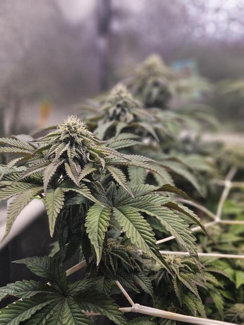 Honeycomp Pave - Compound - Winter Grow. Week 11