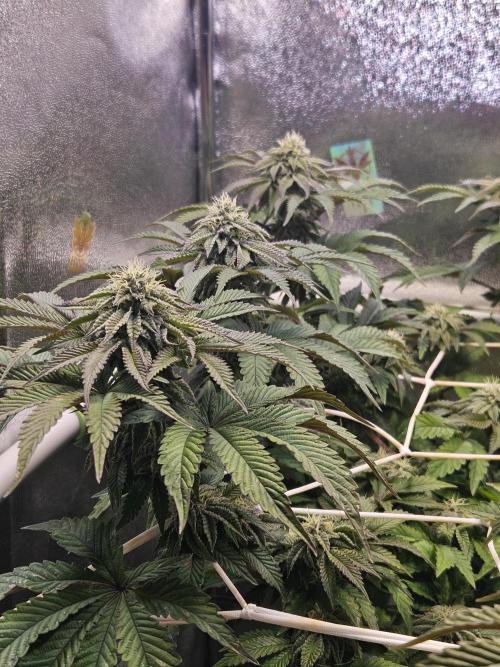 Honeycomp Pave - Compound - Winter Grow. Week 11
