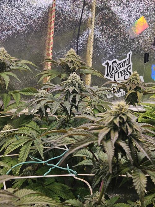 Honeycomp Pave - Compound - Winter Grow. Week 11