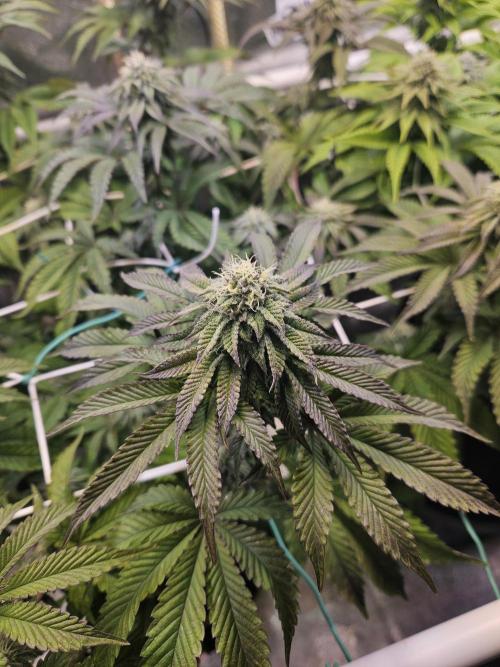 Honeycomp Pave - Compound - Winter Grow. Week 11