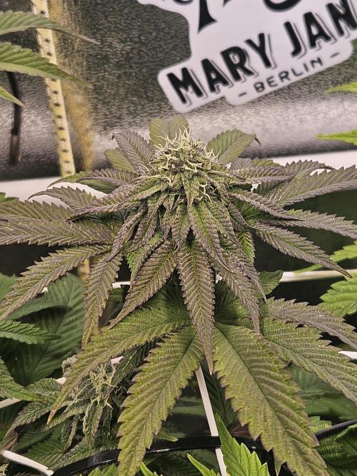 Honeycomp Pave - Compound - Winter Grow. Week 11