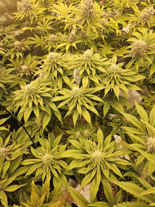 Cherry Dream - Kannabia - Winter Grow. Week 11