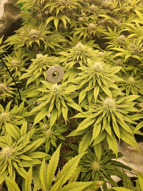 Cherry Dream - Kannabia - Winter Grow. Week 11