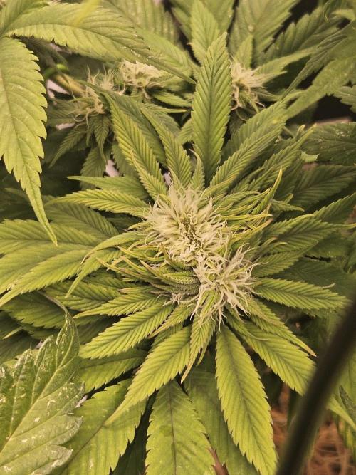 Cherry Dream - Kannabia - Winter Grow. Week 11