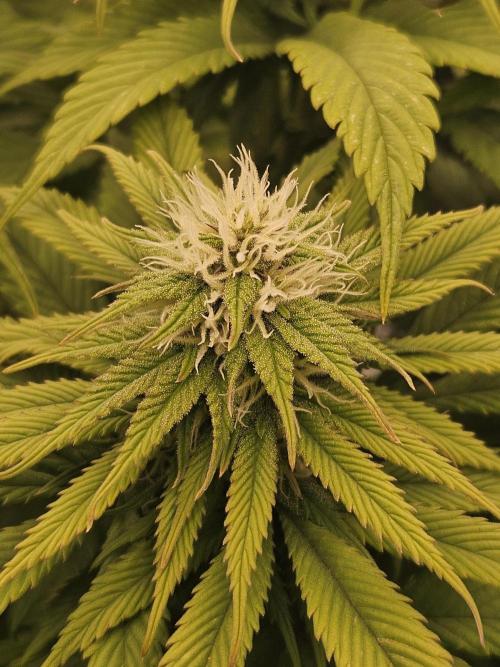 Cherry Dream - Kannabia - Winter Grow. Week 11