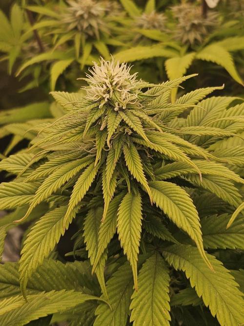 Cherry Dream - Kannabia - Winter Grow. Week 11