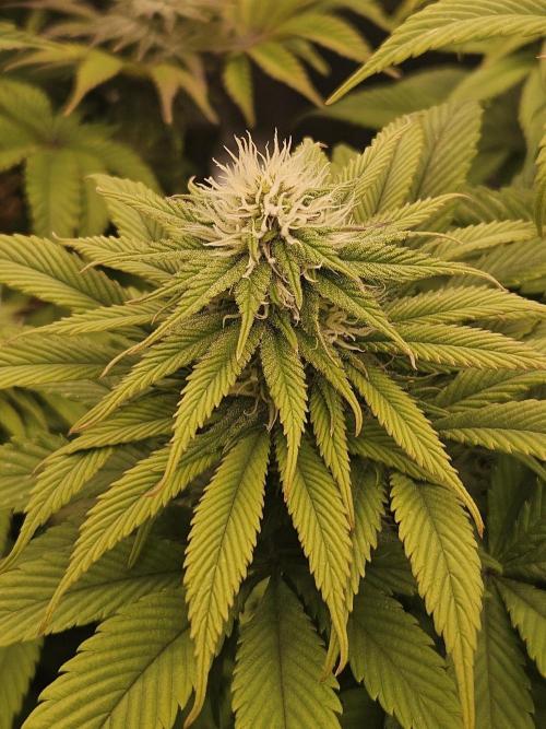 Cherry Dream - Kannabia - Winter Grow. Week 11