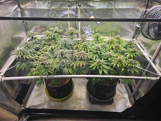 Velvet Kir Royal - HnnyHmp - Winter Grow. Week 11
