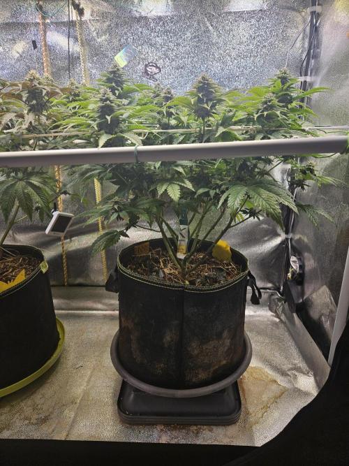 Velvet Kir Royal - HnnyHmp - Winter Grow. Week 11