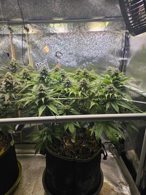 Velvet Kir Royal - HnnyHmp - Winter Grow. Week 11