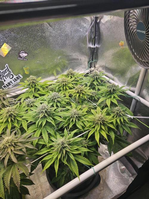 Velvet Kir Royal - HnnyHmp - Winter Grow. Week 11