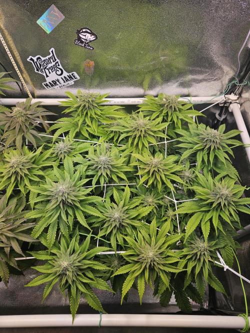 Velvet Kir Royal - HnnyHmp - Winter Grow. Week 11