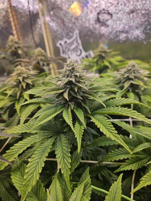 Velvet Kir Royal - HnnyHmp - Winter Grow. Week 11