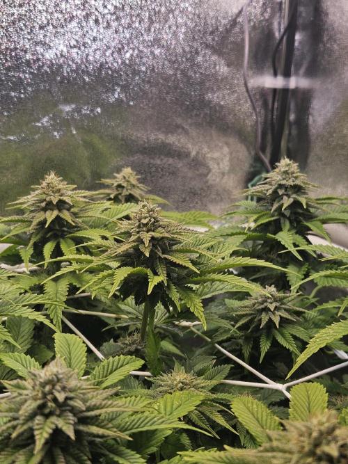 Velvet Kir Royal - HnnyHmp - Winter Grow. Week 11
