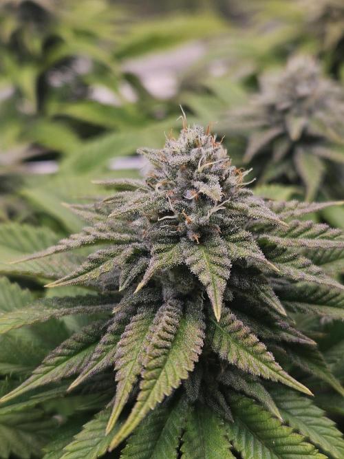 Velvet Kir Royal - HnnyHmp - Winter Grow. Week 11
