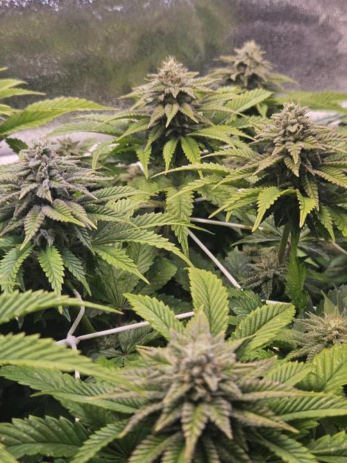 Velvet Kir Royal - HnnyHmp - Winter Grow. Week 11
