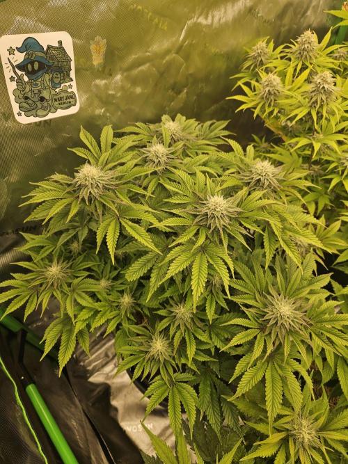 Velvet Kir Royal - HnnyHmp - Winter Grow. Week 11