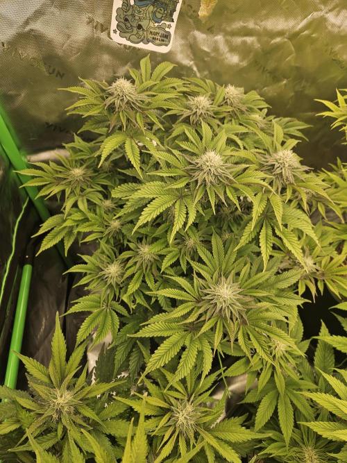 Velvet Kir Royal - HnnyHmp - Winter Grow. Week 11