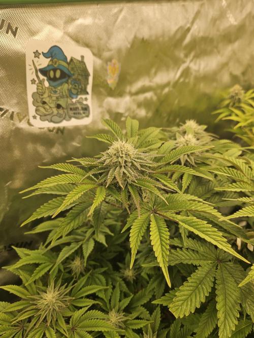 Velvet Kir Royal - HnnyHmp - Winter Grow. Week 11