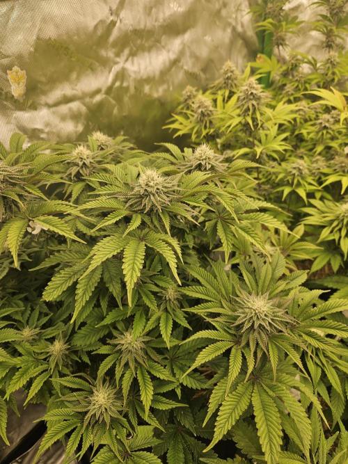 Velvet Kir Royal - HnnyHmp - Winter Grow. Week 11