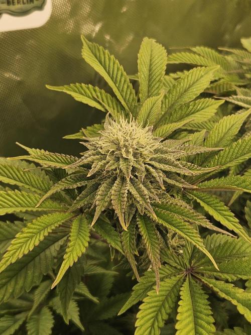 Velvet Kir Royal - HnnyHmp - Winter Grow. Week 11