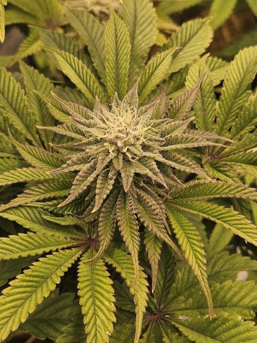 Velvet Kir Royal - HnnyHmp - Winter Grow. Week 11