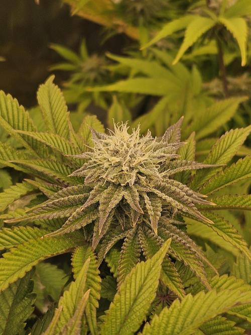 Velvet Kir Royal - HnnyHmp - Winter Grow. Week 11