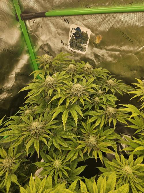 Velvet Kir Royal - HnnyHmp - Winter Grow. Week 11