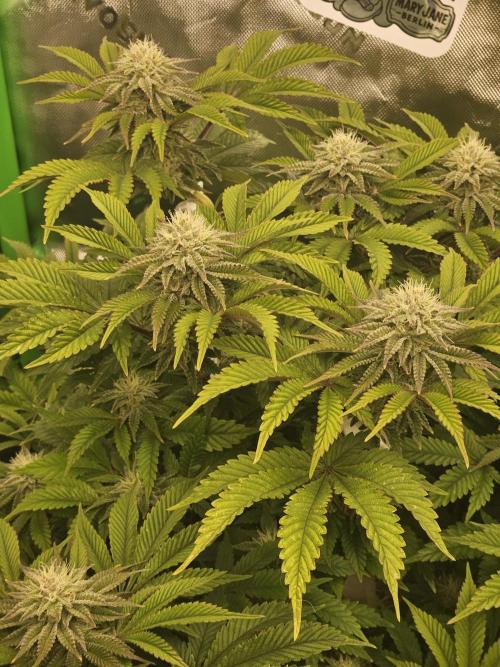 Velvet Kir Royal - HnnyHmp - Winter Grow. Week 11