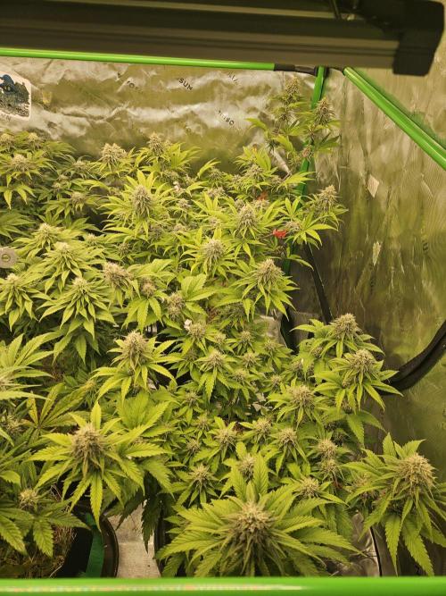 Hellfire OG - Kannabia - Winter Grow. Week 11