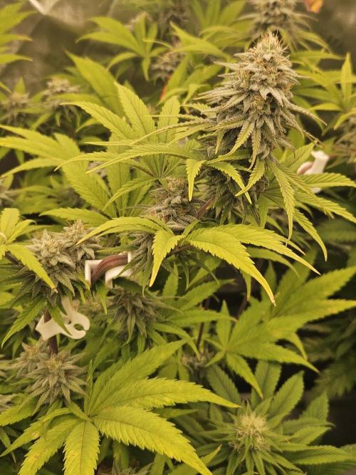 Hellfire OG - Kannabia - Winter Grow. Week 11
