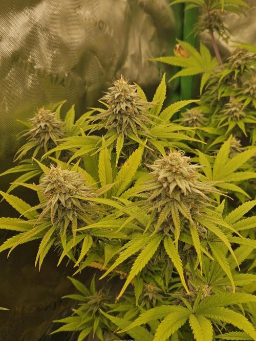 Hellfire OG - Kannabia - Winter Grow. Week 11