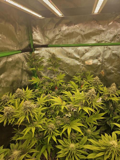 Hellfire OG - Kannabia - Winter Grow. Week 11