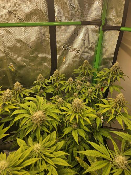 Hellfire OG - Kannabia - Winter Grow. Week 11