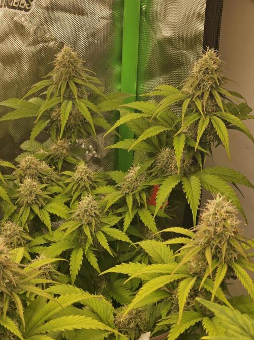 Hellfire OG - Kannabia - Winter Grow. Week 11