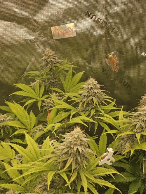 Hellfire OG - Kannabia - Winter Grow. Week 11