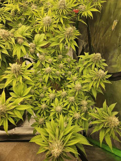 Hellfire OG - Kannabia - Winter Grow. Week 11