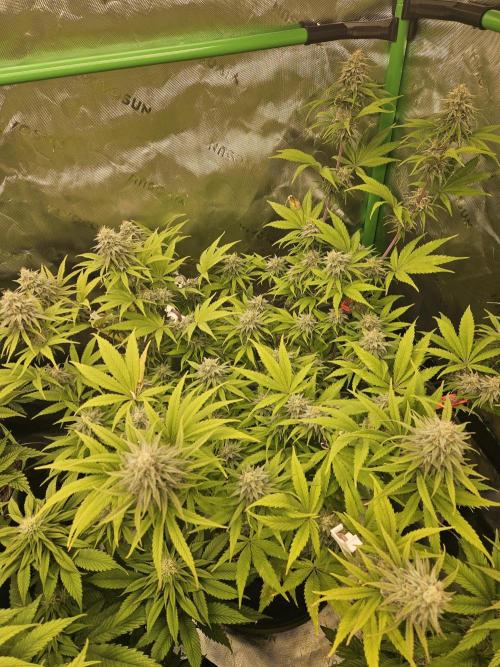 Hellfire OG - Kannabia - Winter Grow. Week 11