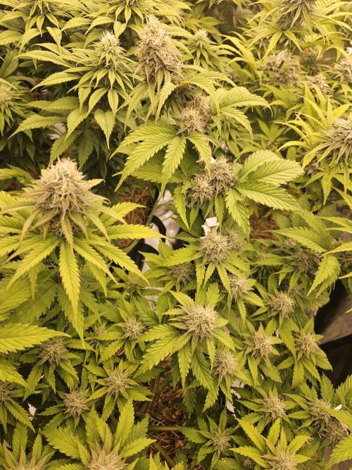 Hellfire OG - Kannabia - Winter Grow. Week 11