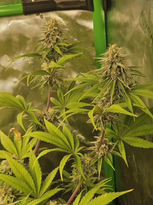 Hellfire OG - Kannabia - Winter Grow. Week 11
