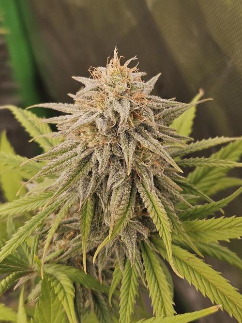 Hellfire OG - Kannabia - Winter Grow. Week 11