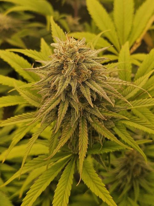 Hellfire OG - Kannabia - Winter Grow. Week 11
