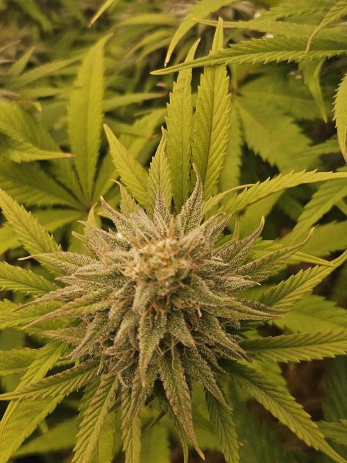 Hellfire OG - Kannabia - Winter Grow. Week 11