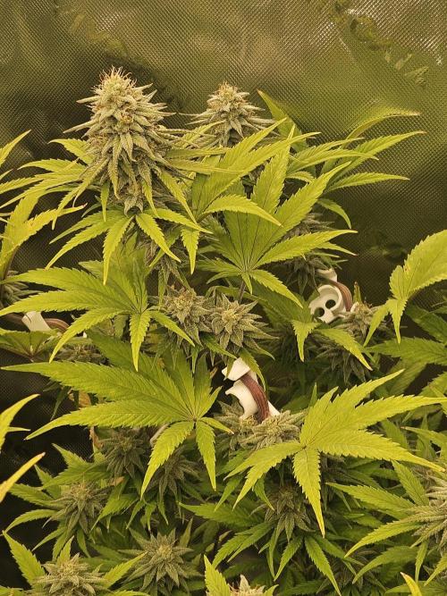 Hellfire OG - Kannabia - Winter Grow. Week 11