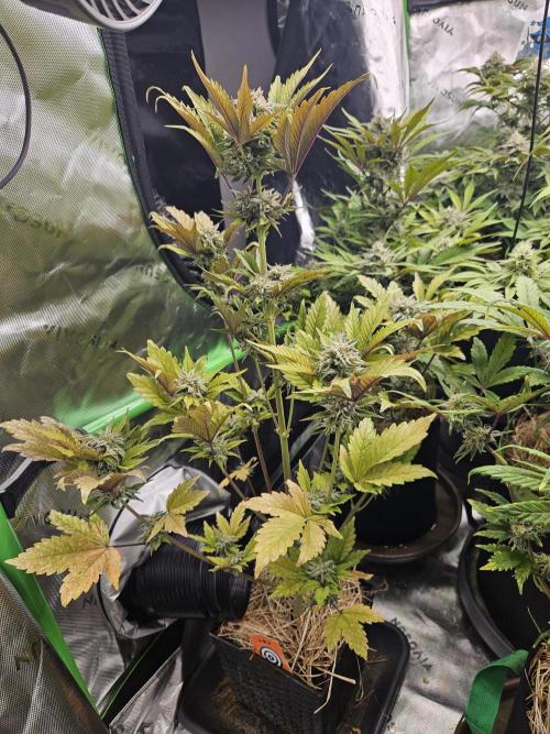 White Cheese Auto Winter grow. Week 9